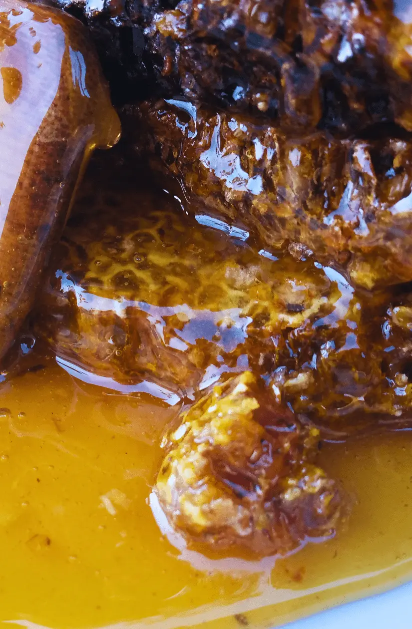 Honey Comb dripping with Honey